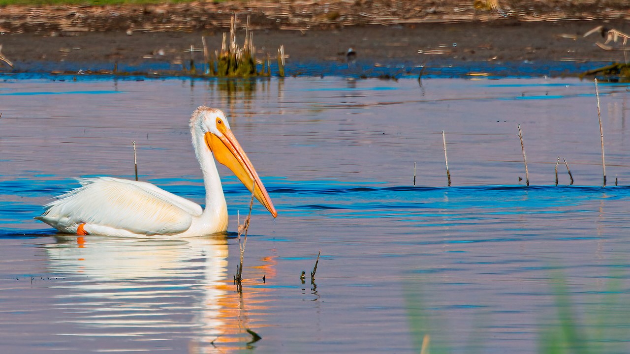 American White Pelican floating on calm water with bright orange bill, white plumage, and wispy crest feathers.