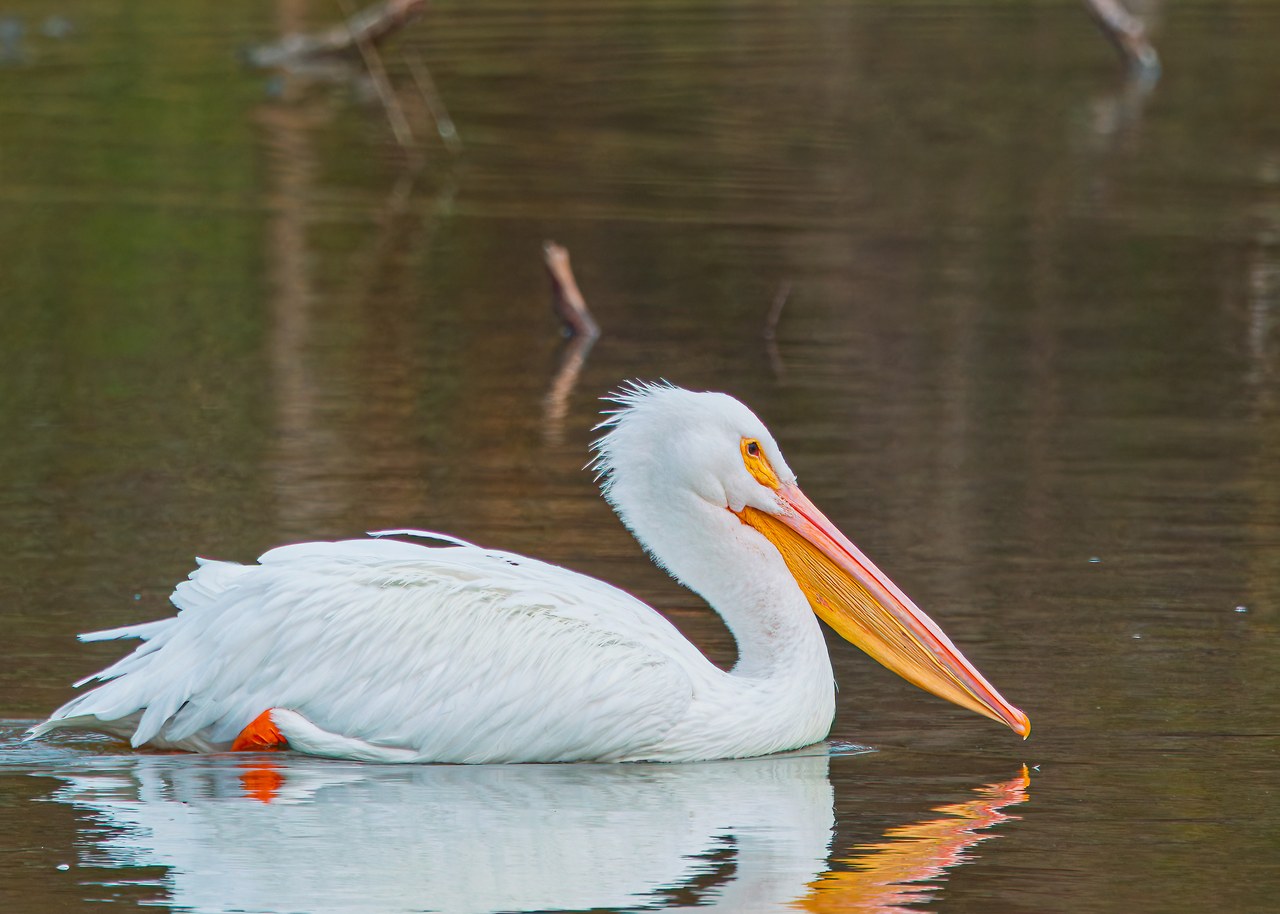 American White Pelican swimming in water, with white plumage, orange bill and pouch, and wispy white feathers on its head.