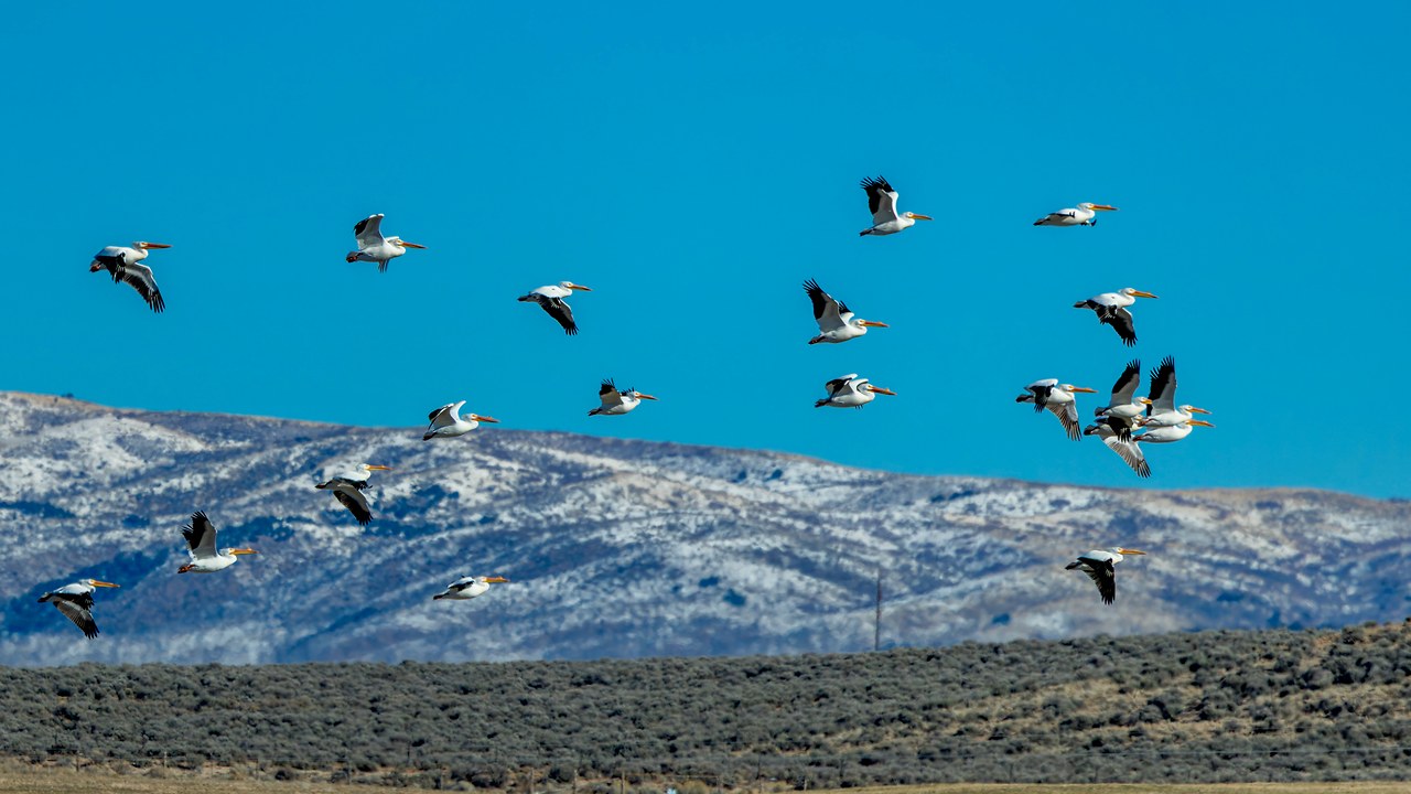 Flock of American White Pelicans soaring in loose formation above sagebrush foothills with snow-covered mountains in the background, showing their white bodies and contrasting black flight feathers.