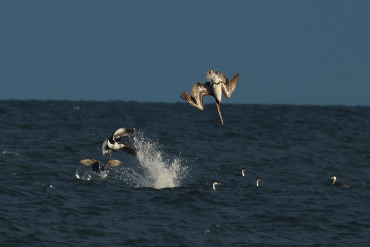 Brown Pelicans plunging toward ocean water, with one bird descending bill-first and splashes erupting among other seabirds.