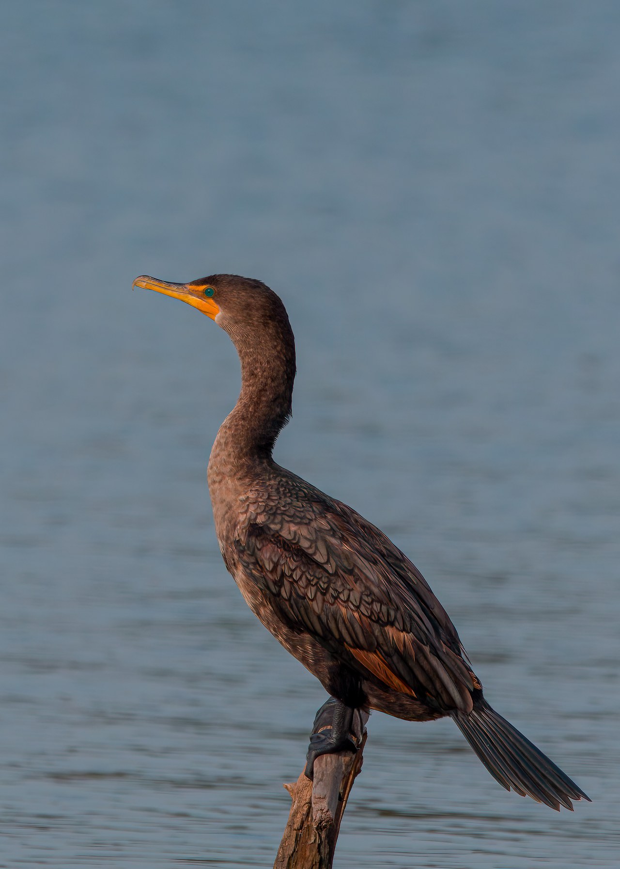 Double-crested Cormorant standing on a weathered branch above water with a hooked bill, bright green eye, and layered dark feathers.