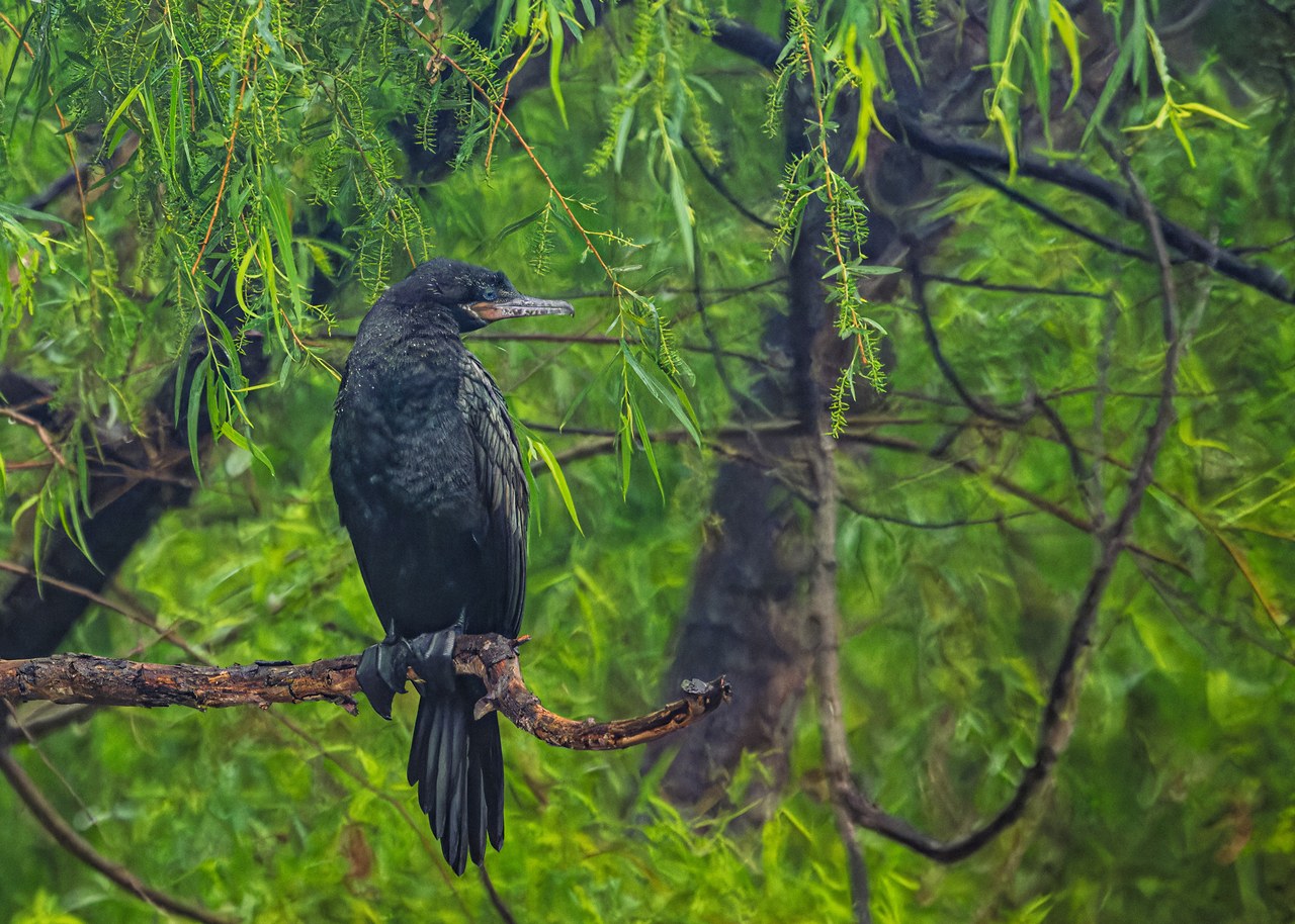 Neotropic Cormorant perched on a branch among hanging green foliage, showing a slender bill, relatively small facial patch, and long tail.