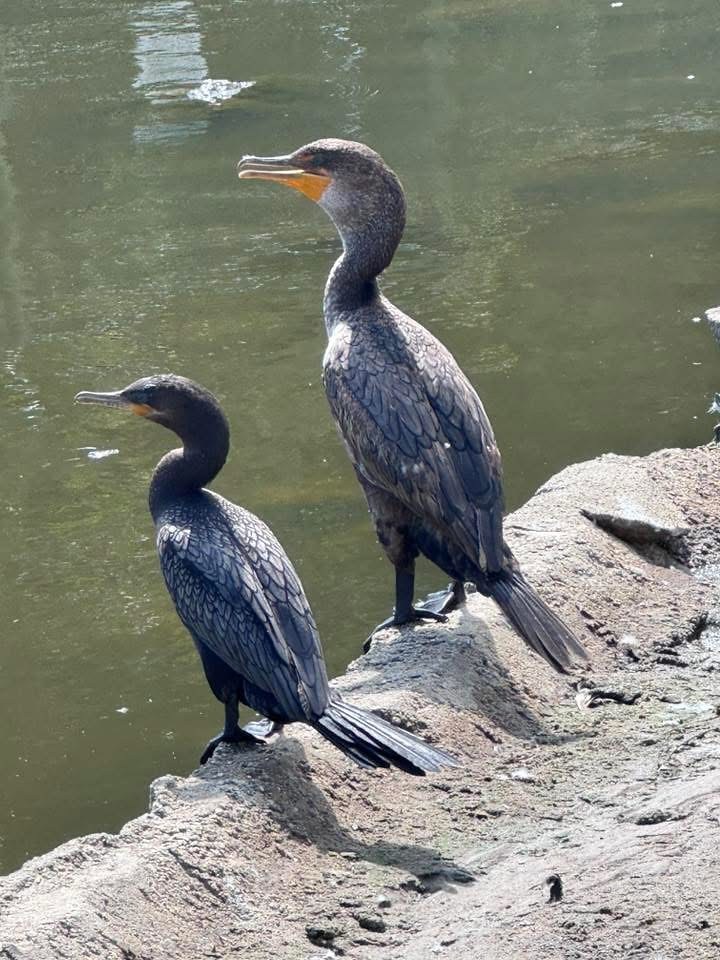 Neotropic Cormorant on the left beside a larger Double-crested Cormorant on the right at Manhattan Beach, California, showing differences in body size, facial skin, bill proportions, and tail length.