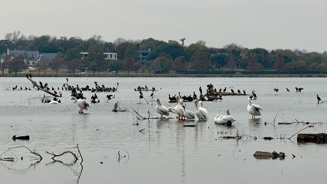 American White Pelicans resting in shallow water while numerous dark cormorants perch on flooded branches behind them at White Rock Lake in Dallas, Texas.