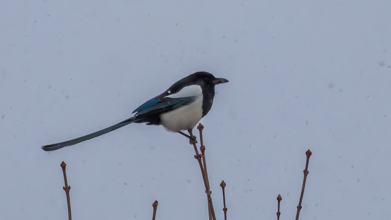 Black-billed Magpie perched with its long tail visible