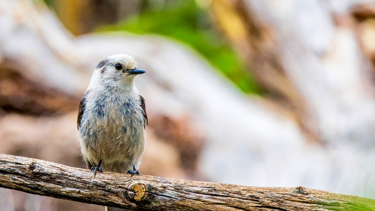 Canada Jay perched on a branch in a mountain forest