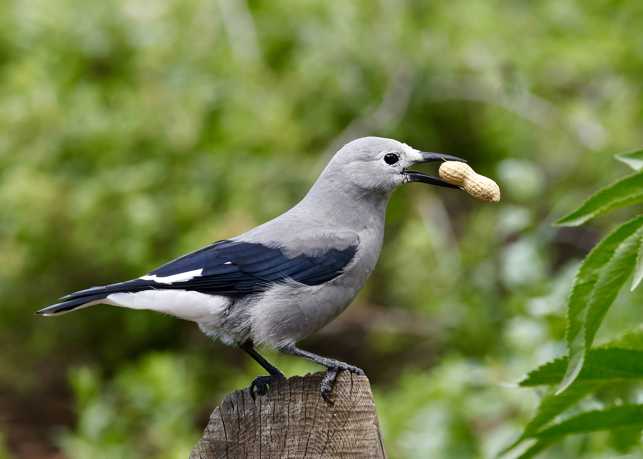 Clark’s Nutcracker holding a peanut in its bill while perched