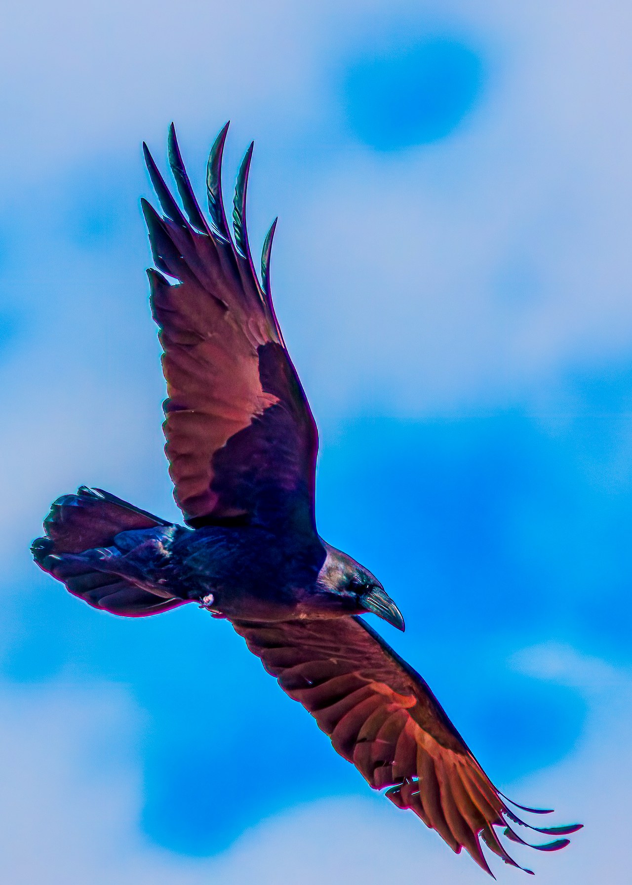 Common Raven flying with wings spread and tail visible