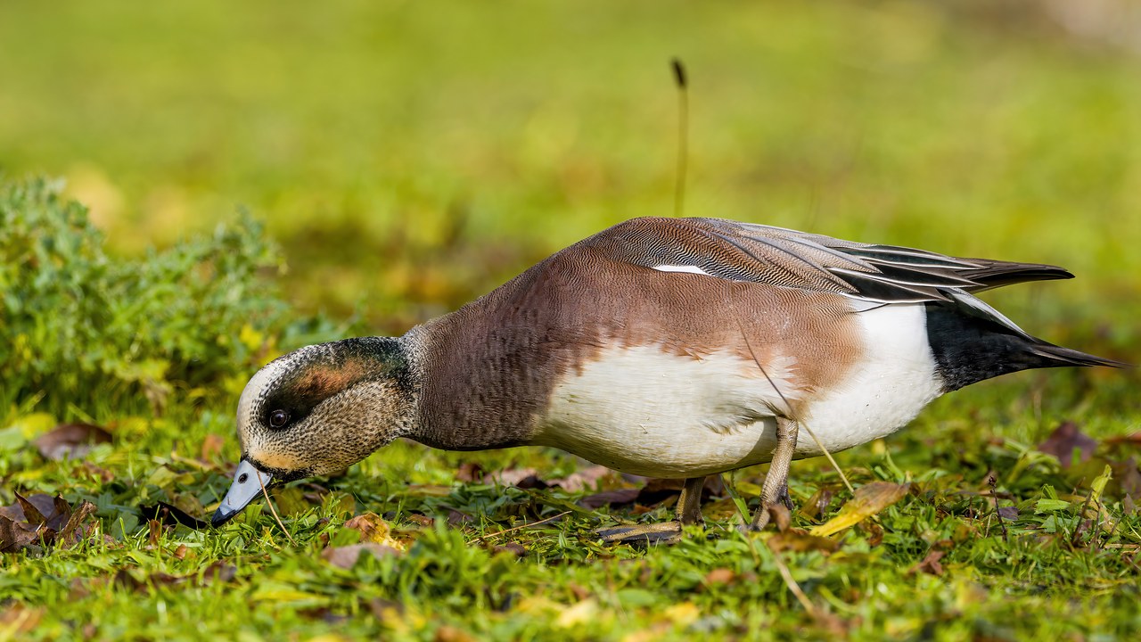 American Wigeon feeding on grass along the edge of a pond.