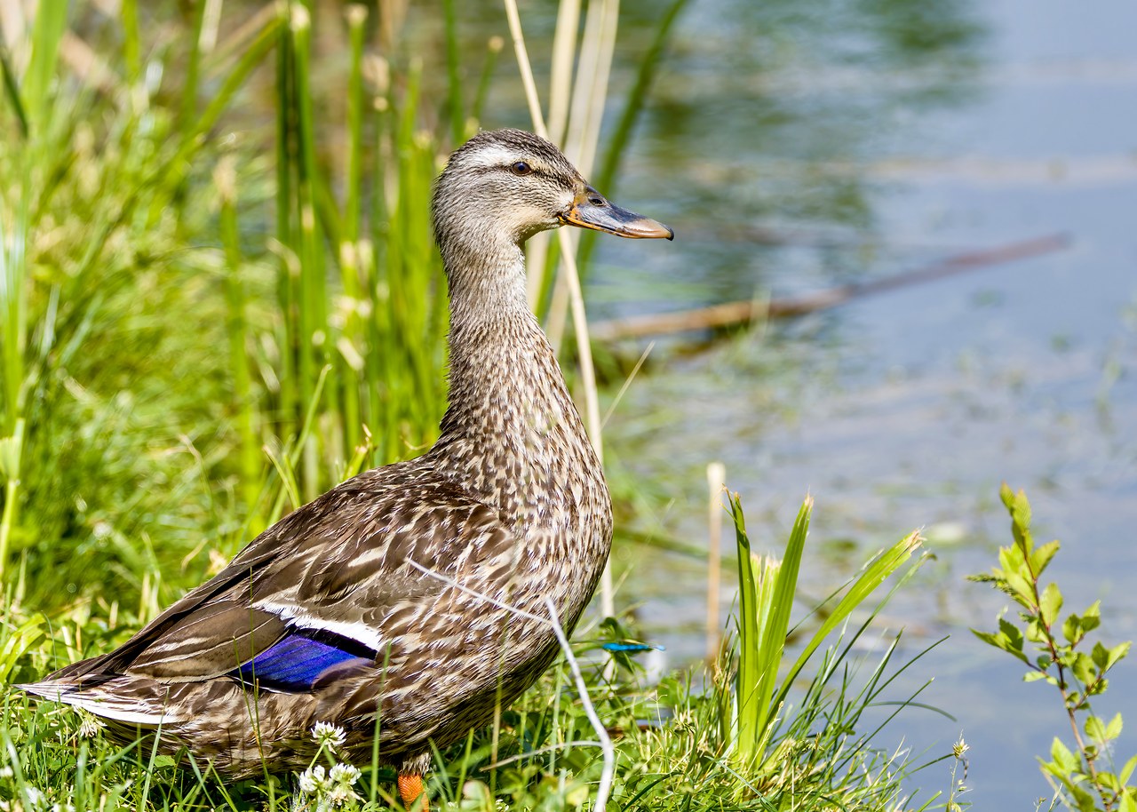 Domestic mallard duck standing at the edge of a pond with green grass and water behind it.