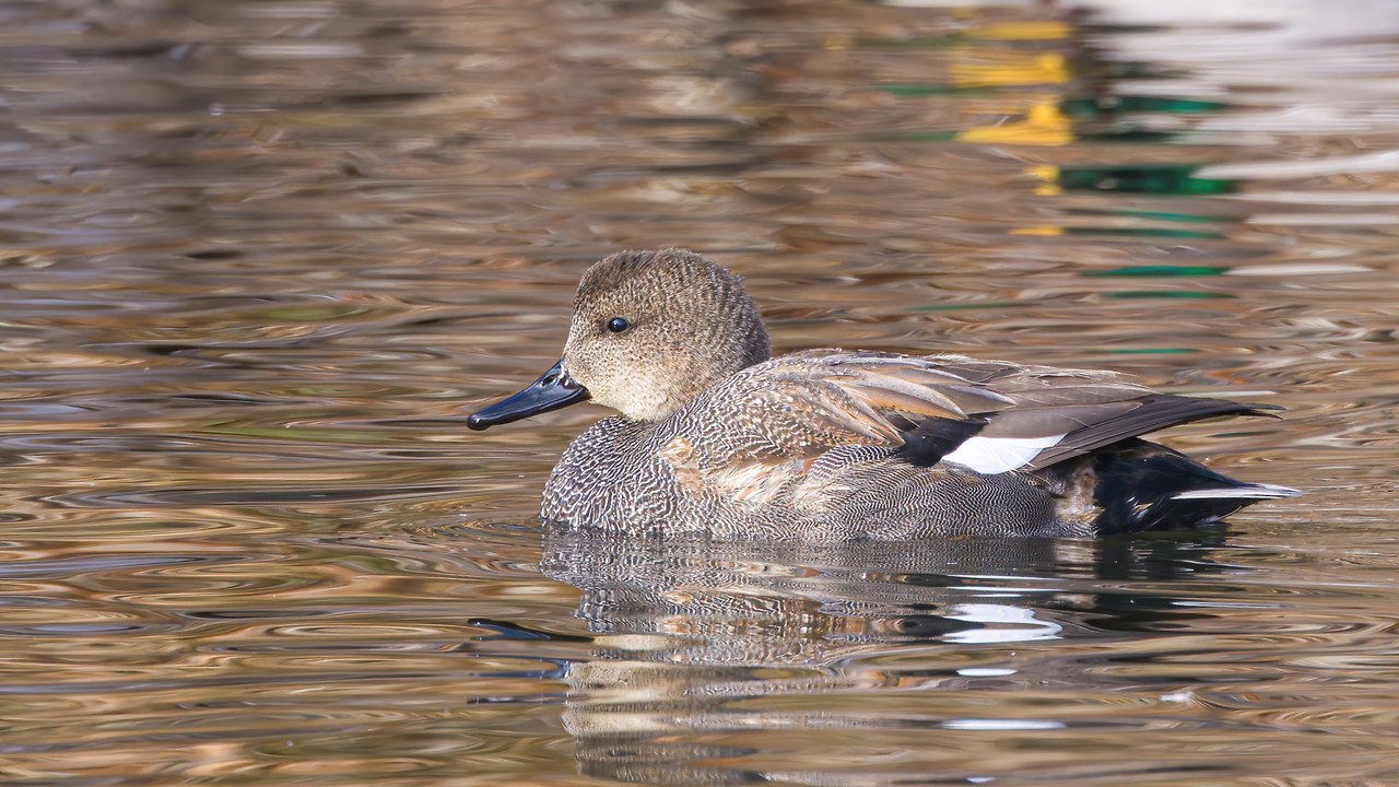 Gadwall floating on calm water showing its fine, detailed feather pattern.