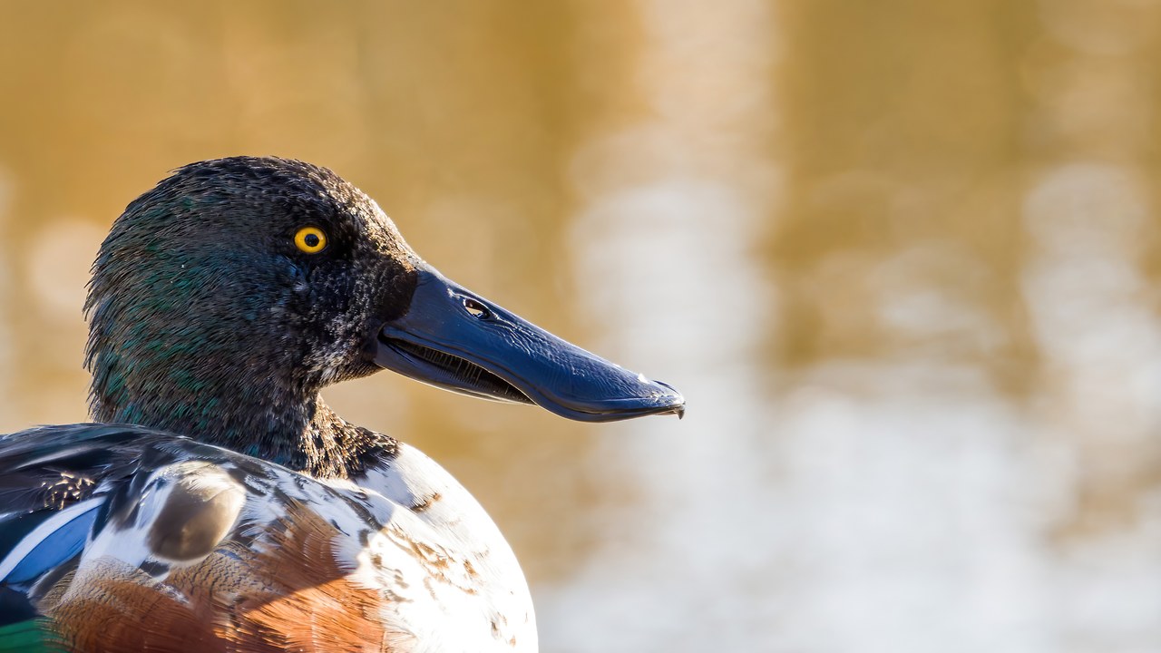 Male Northern Shoveler in golden light showing its oversized bill and bright yellow eye.