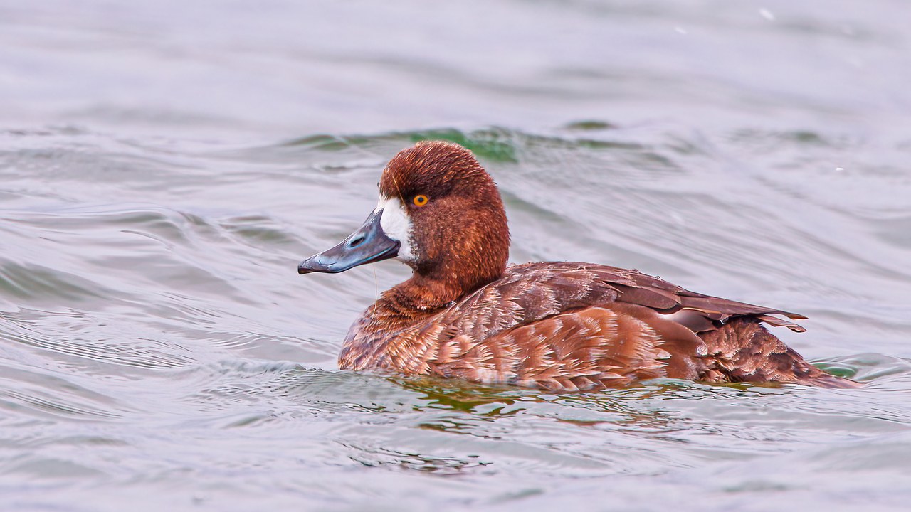 Female Lesser Scaup floating on rippled water with a rounded head shape.