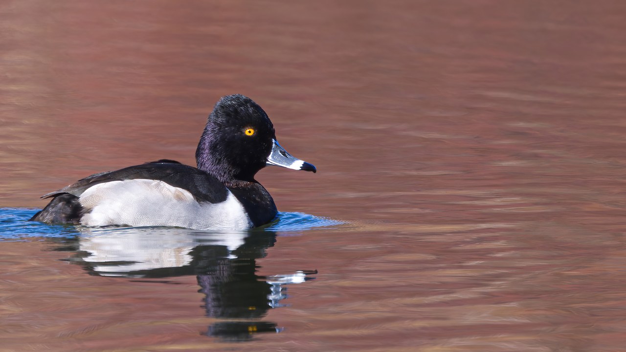 Ring-necked Duck floating on calm blue water with a clear reflection.