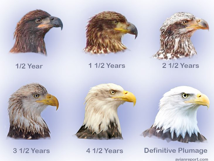 Illustration showing Bald Eagle plumage changes from juvenile to definitive adult plumage.