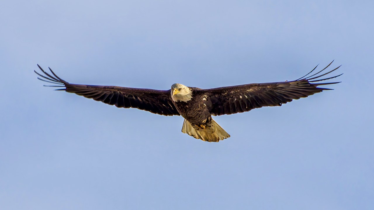 Bald Eagle flying directly overhead with wings fully extended against a pale winter sky.