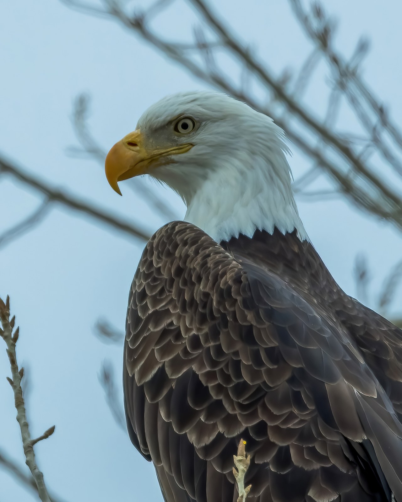 Close-up portrait of a Bald Eagle showing its white head, yellow eye, and hooked beak.