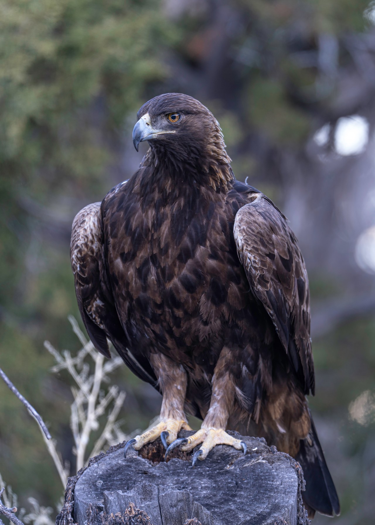 Golden Eagle perched with rich brown plumage and intense gaze.