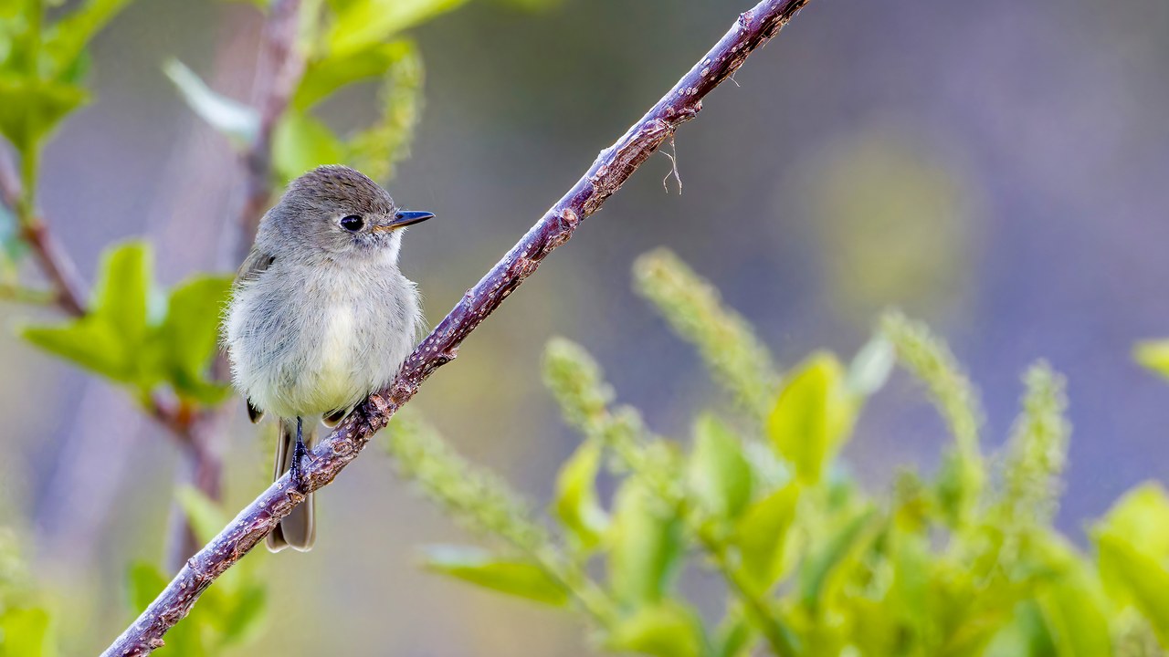 Dusky Flycatcher perched on a branch in soft morning light.