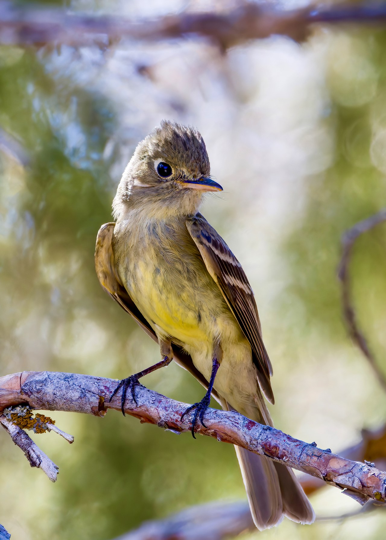Western Flycatcher perched on a branch with soft green background.
