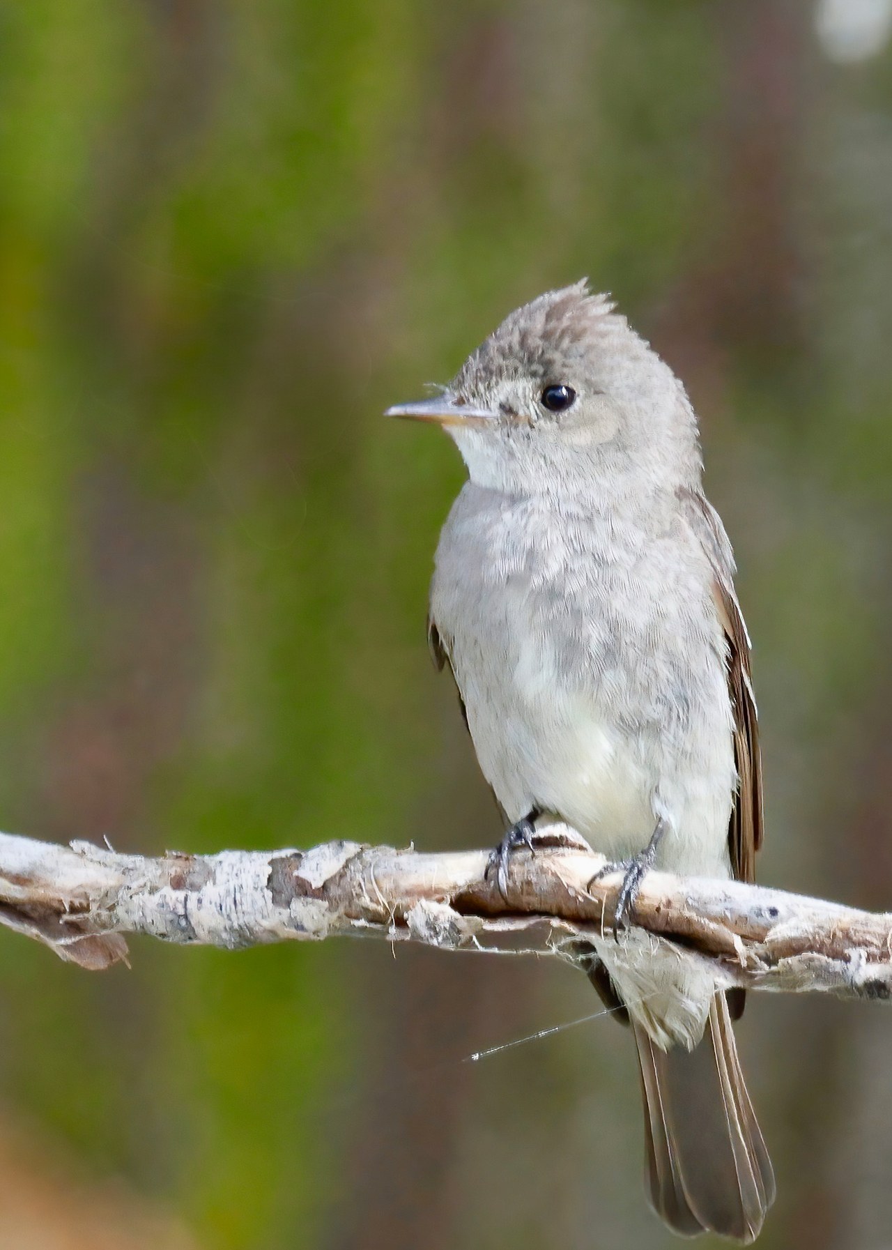 Western Wood-Pewee perched against a deep blue sky.