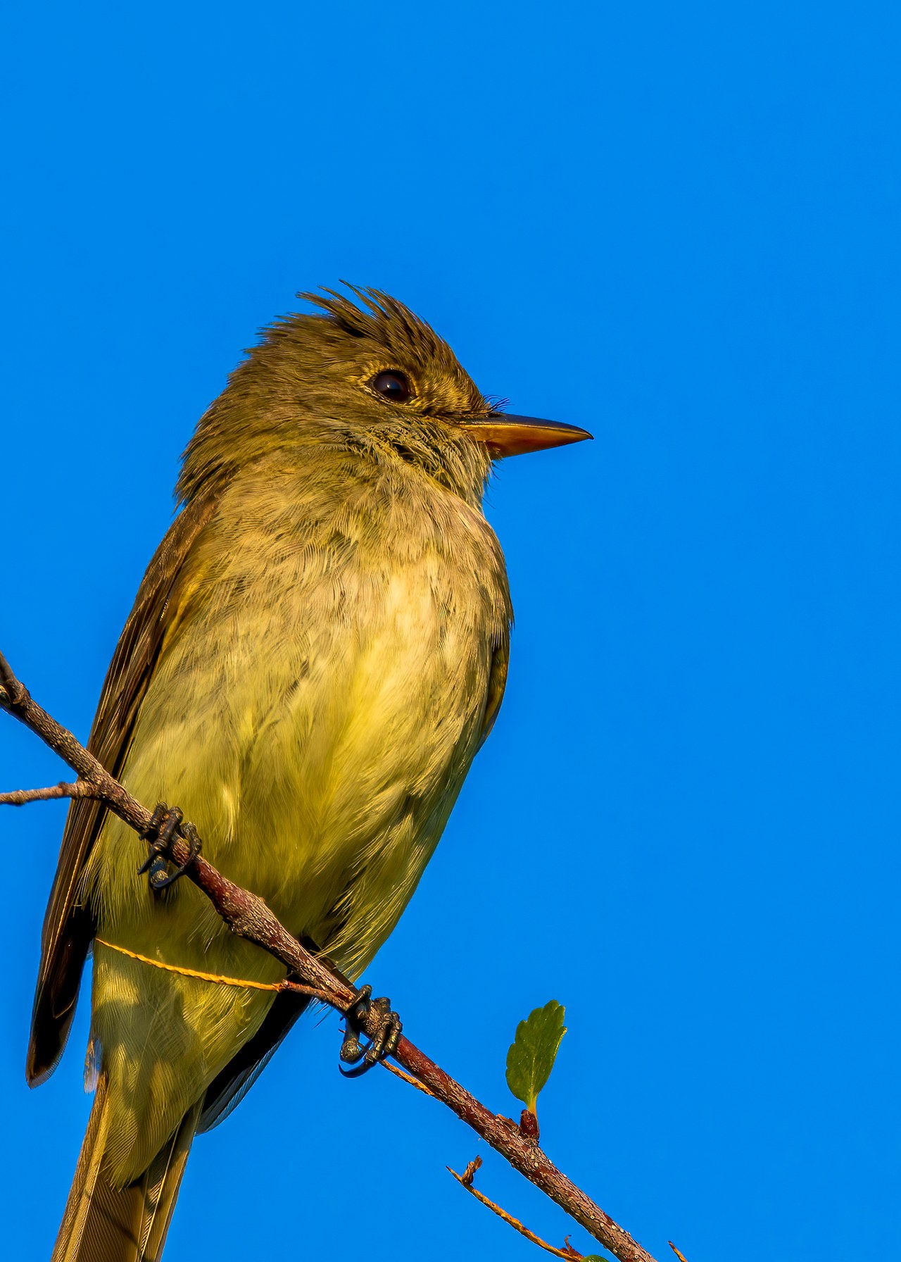 Willow Flycatcher perched on a branch against a soft blue background.