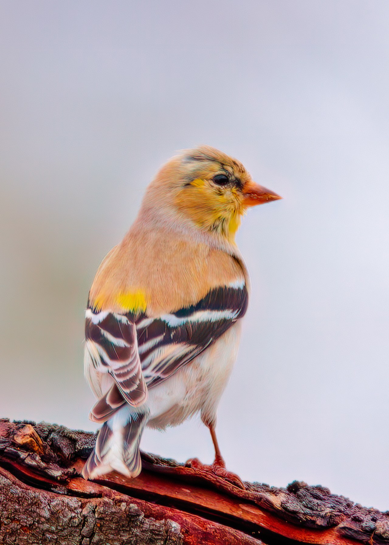 American Goldfinch beginning its spring molt with faint yellow showing.
