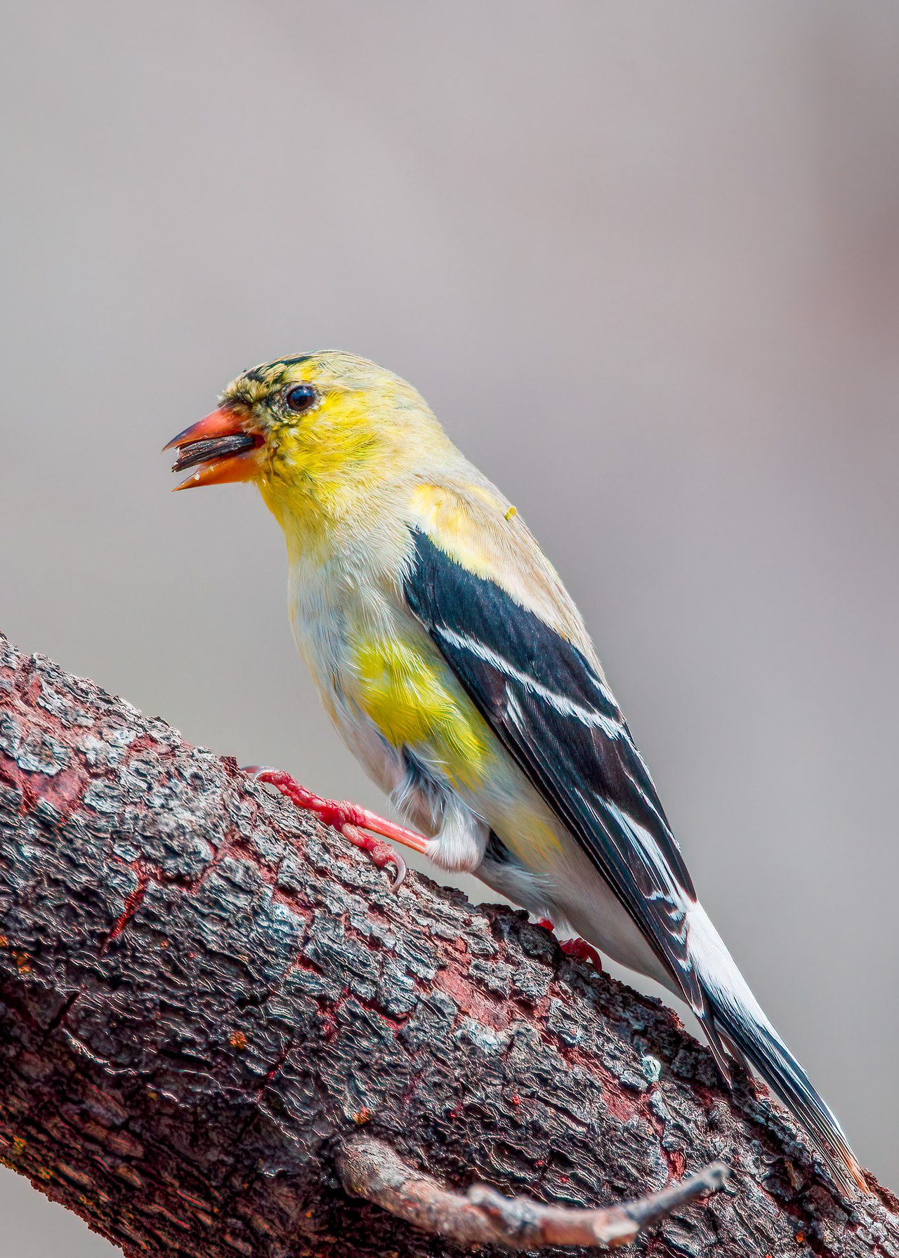 American Goldfinch in mid-molt with patchy yellow plumage emerging.