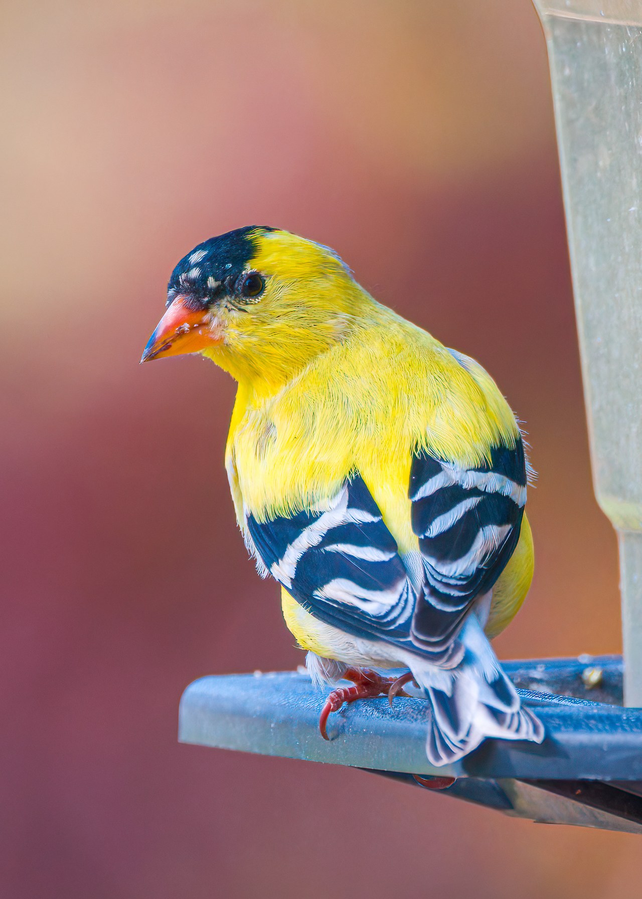 American Goldfinch nearly molted into bright yellow breeding plumage.