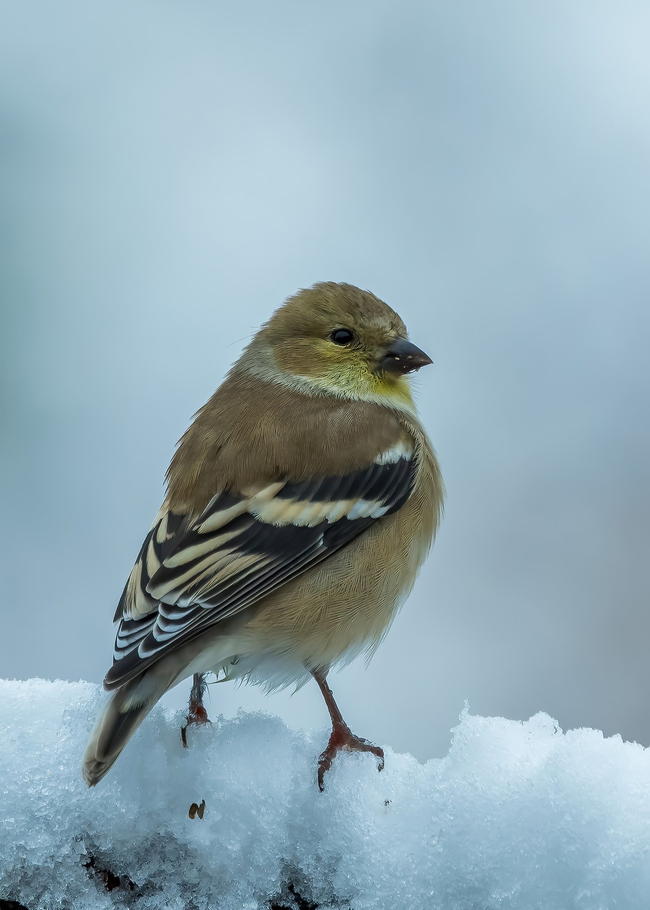 American Goldfinch in muted winter plumage.