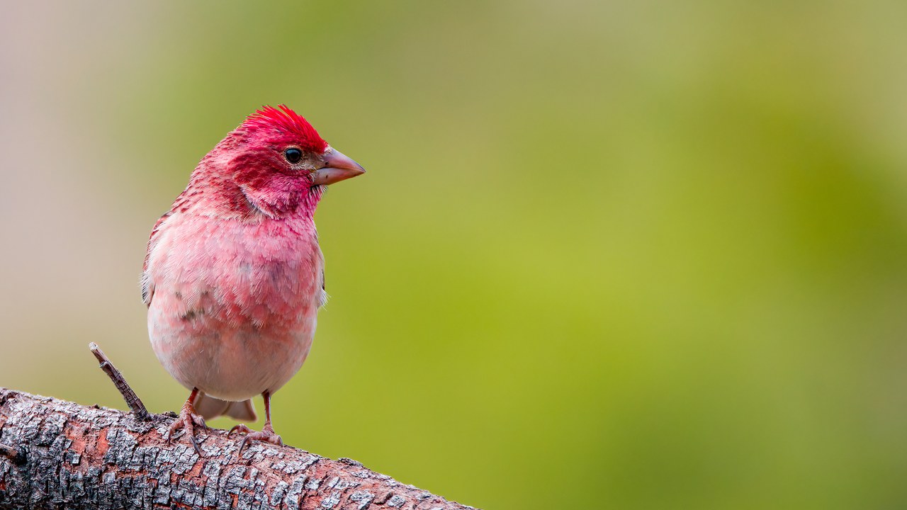 Male Cassin's Finch perched on a branch showing red crown and pink chest.