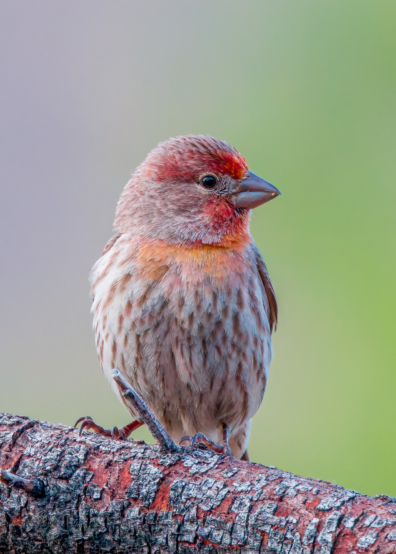 Male House Finch perched in soft light showing red face and streaked chest.
