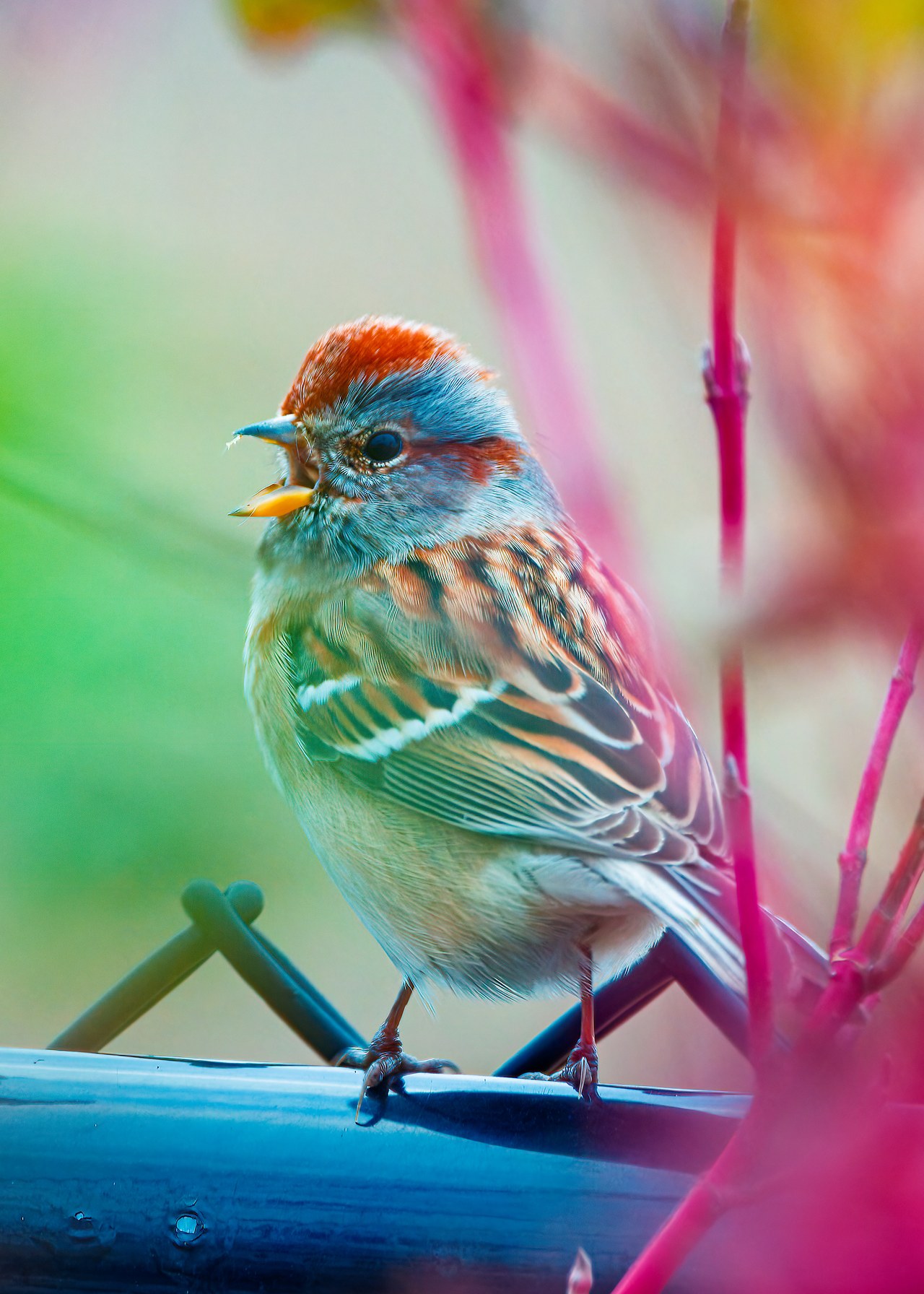 American Tree Sparrow singing with rusty cap and central breast spot visible.