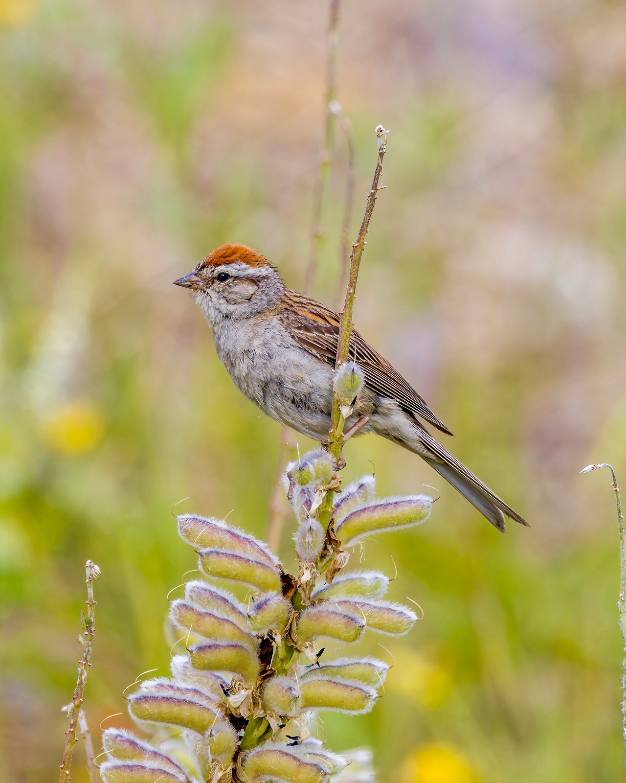 Chipping Sparrow perched beside fuzzy wildflower stems with rusty cap and clean face.