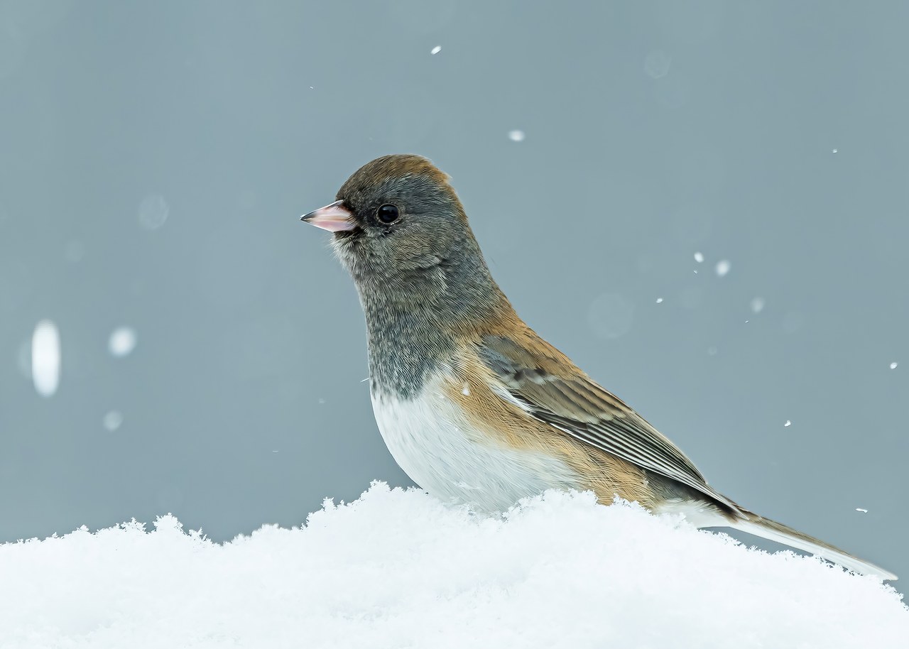 Dark-eyed Junco standing on snow during light snowfall.