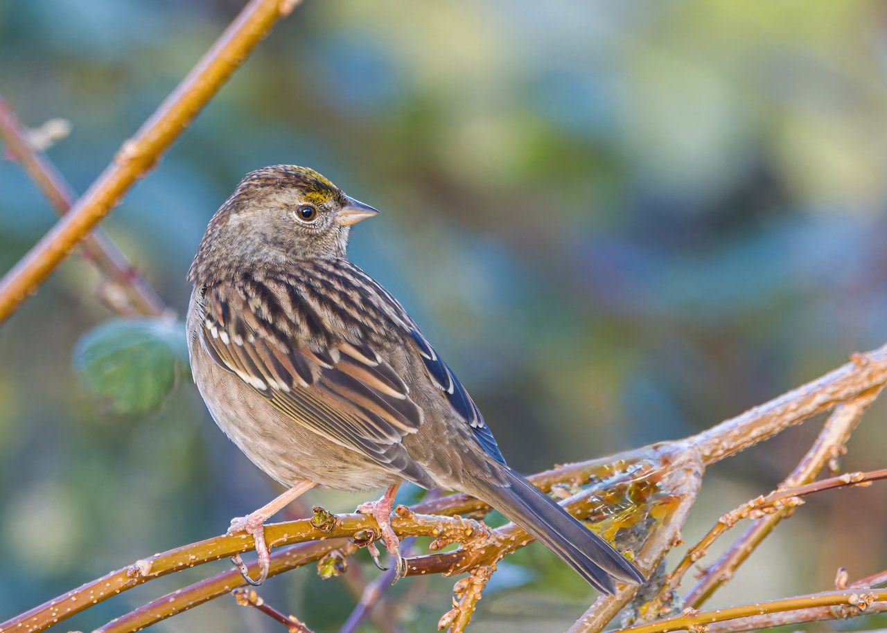 Golden-crowned Sparrow perched on a branch showing yellow crown patch and brown streaked body.