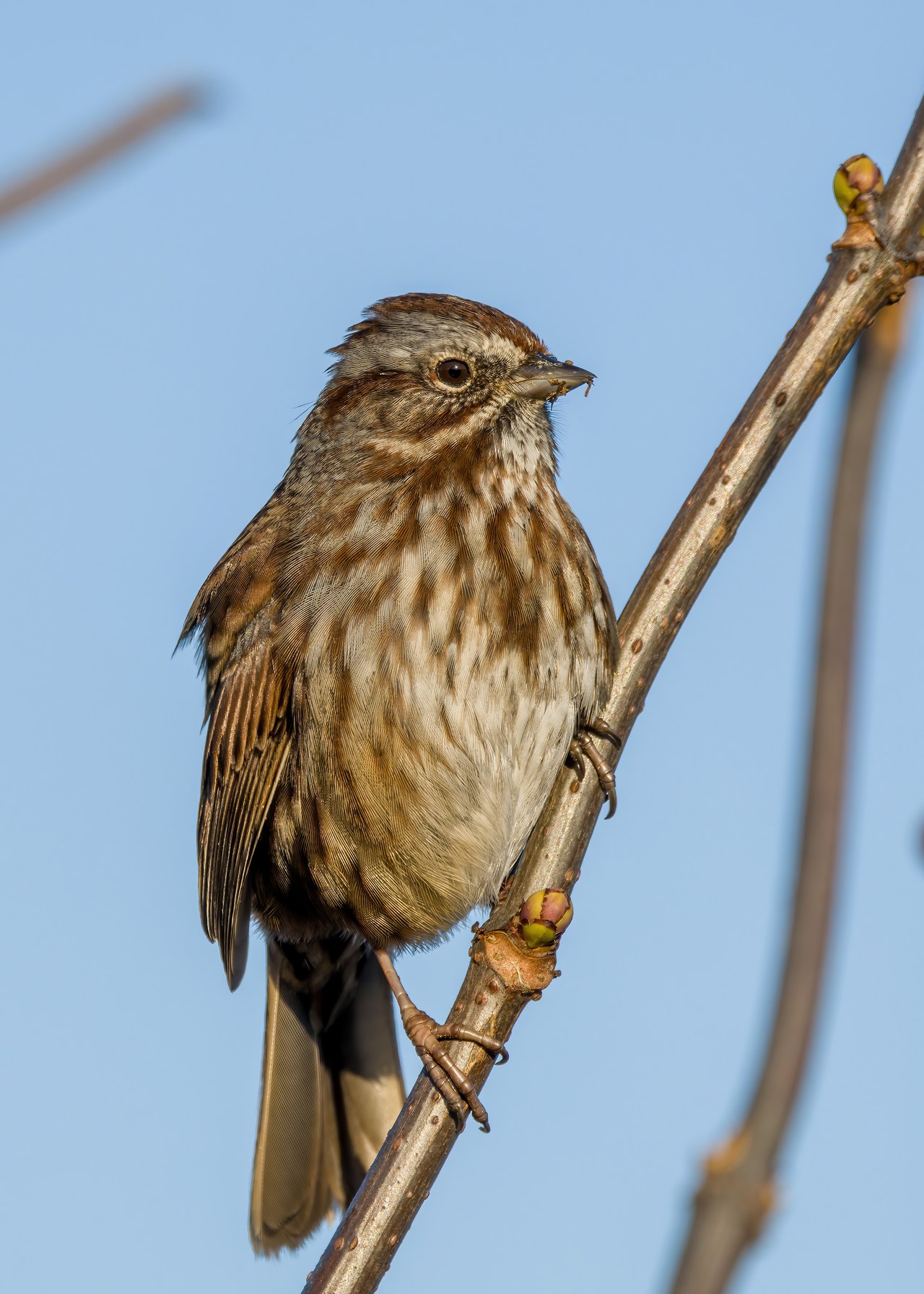 Song Sparrow perched on a twig showing fine streaking and buff tones.