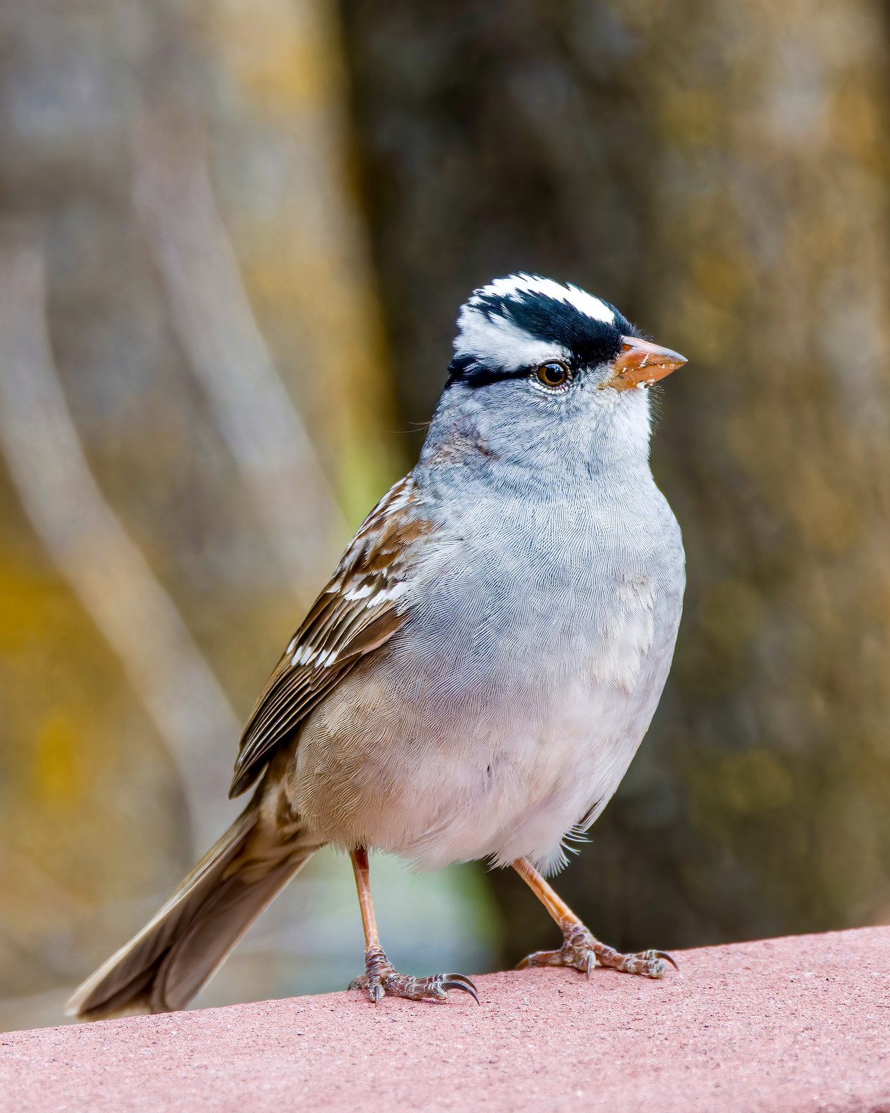 White-crowned Sparrow perched in clean light showing bold head pattern and pale underparts.