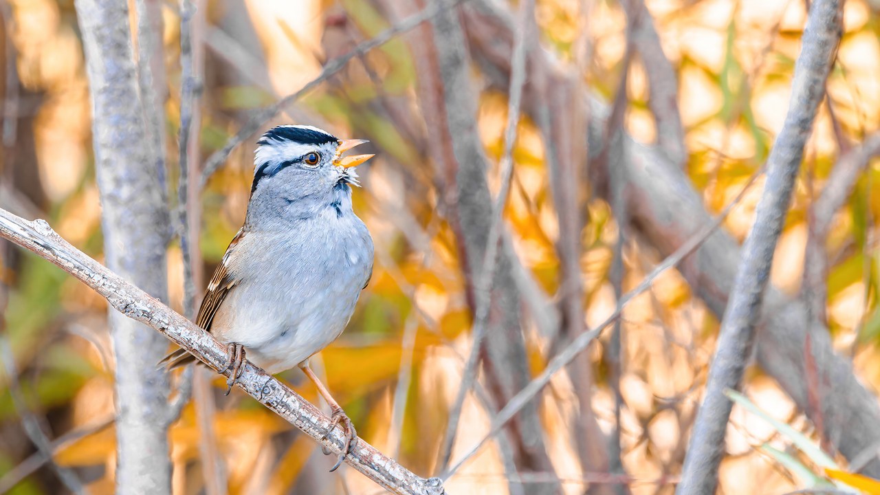 White-crowned Sparrow perched on a ledge showing bold black-and-white crown stripes and a pink bill.