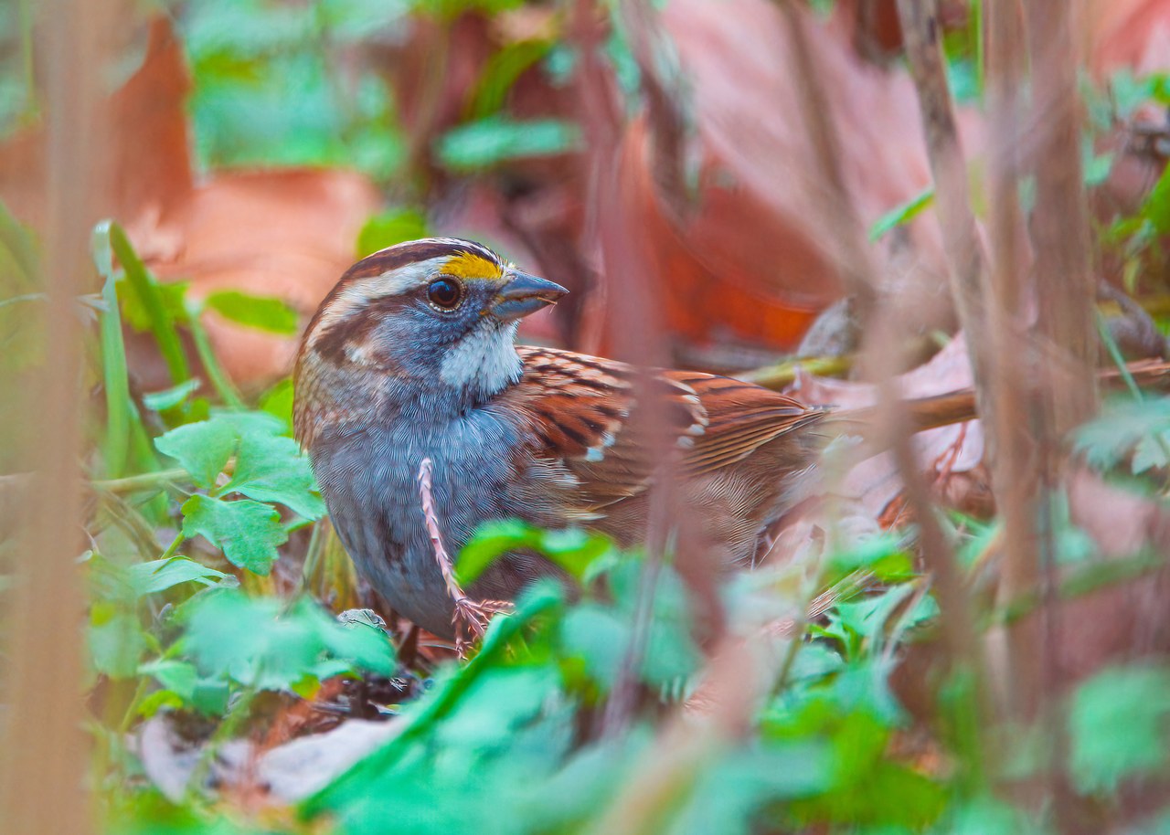 White-throated Sparrow standing on the forest floor among soft vegetation with bright yellow lores visible.