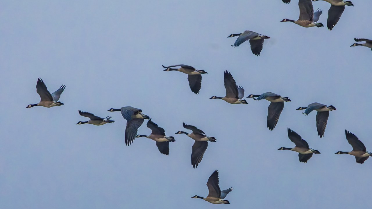 Flock of Canada Geese flying in formation across a pale sky.