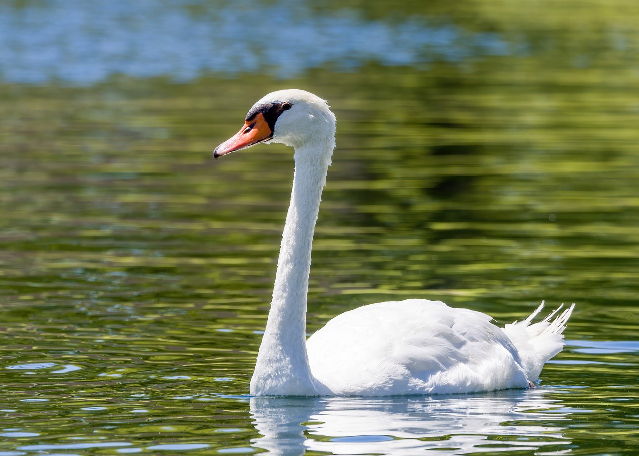 Mute Swan swimming on green water with an orange bill and black facial mask.