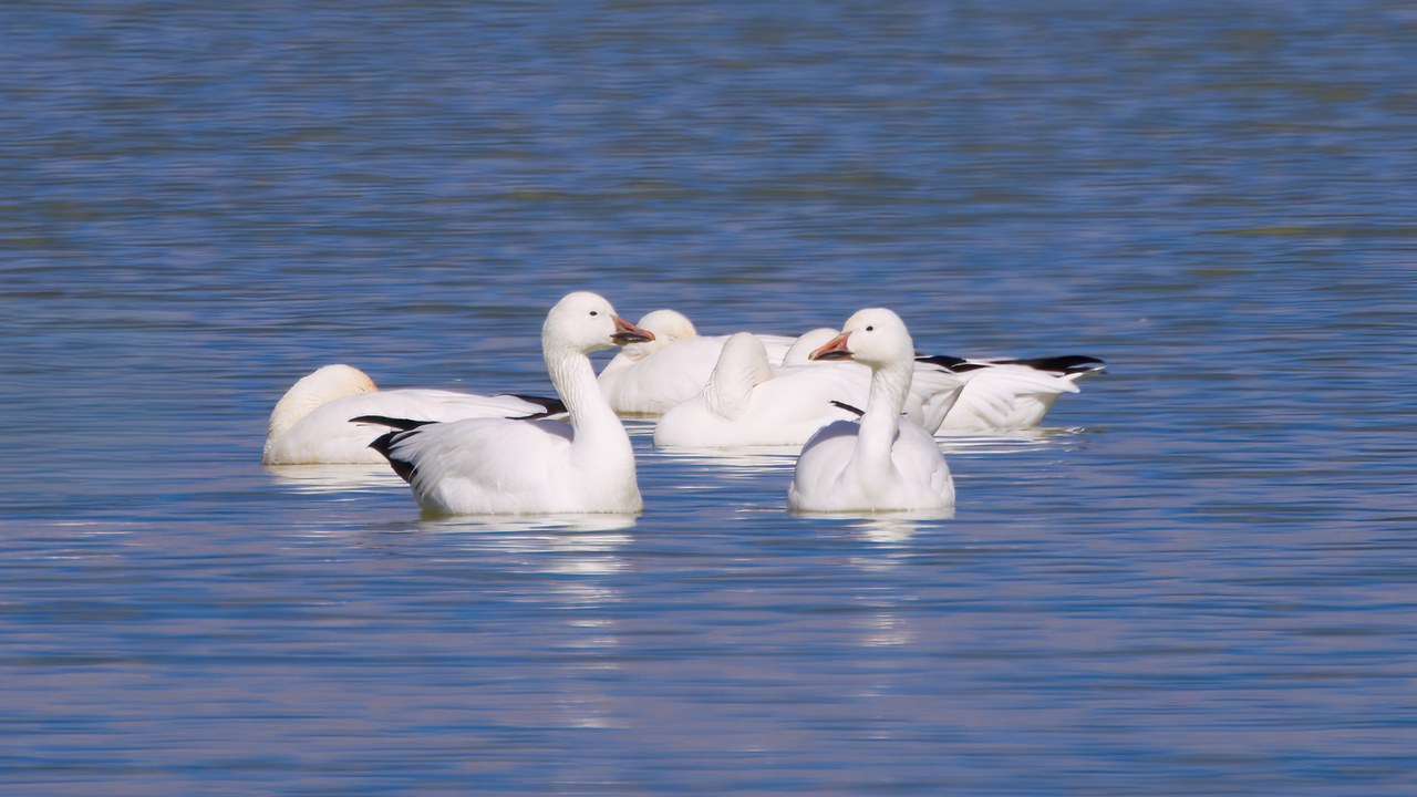 Snow Geese floating on calm blue water during the Delta Snow Goose Festival.