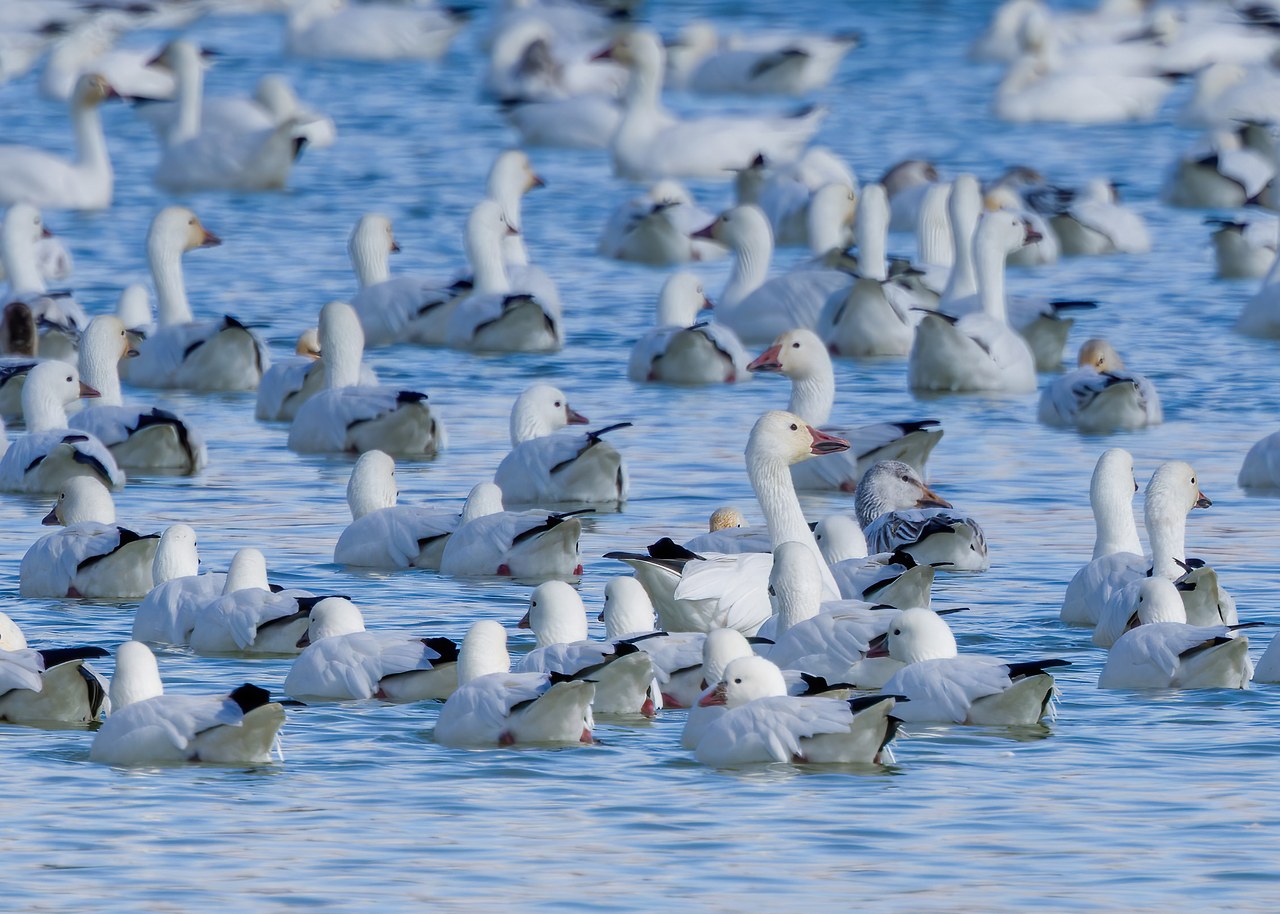Large mixed flock of Snow Geese and Ross’s Geese floating together on blue water.