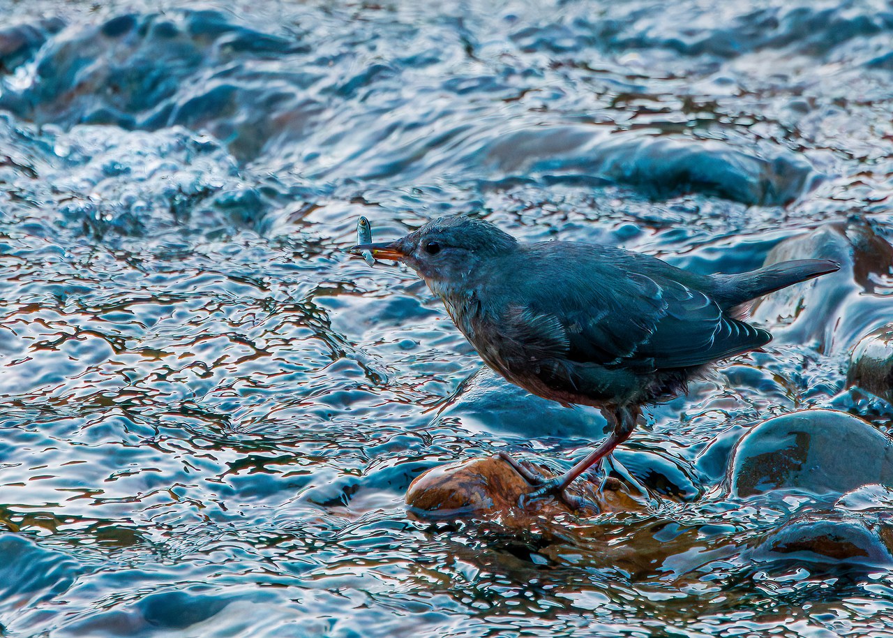 American Dipper standing in rushing water with a small fish in its bill.