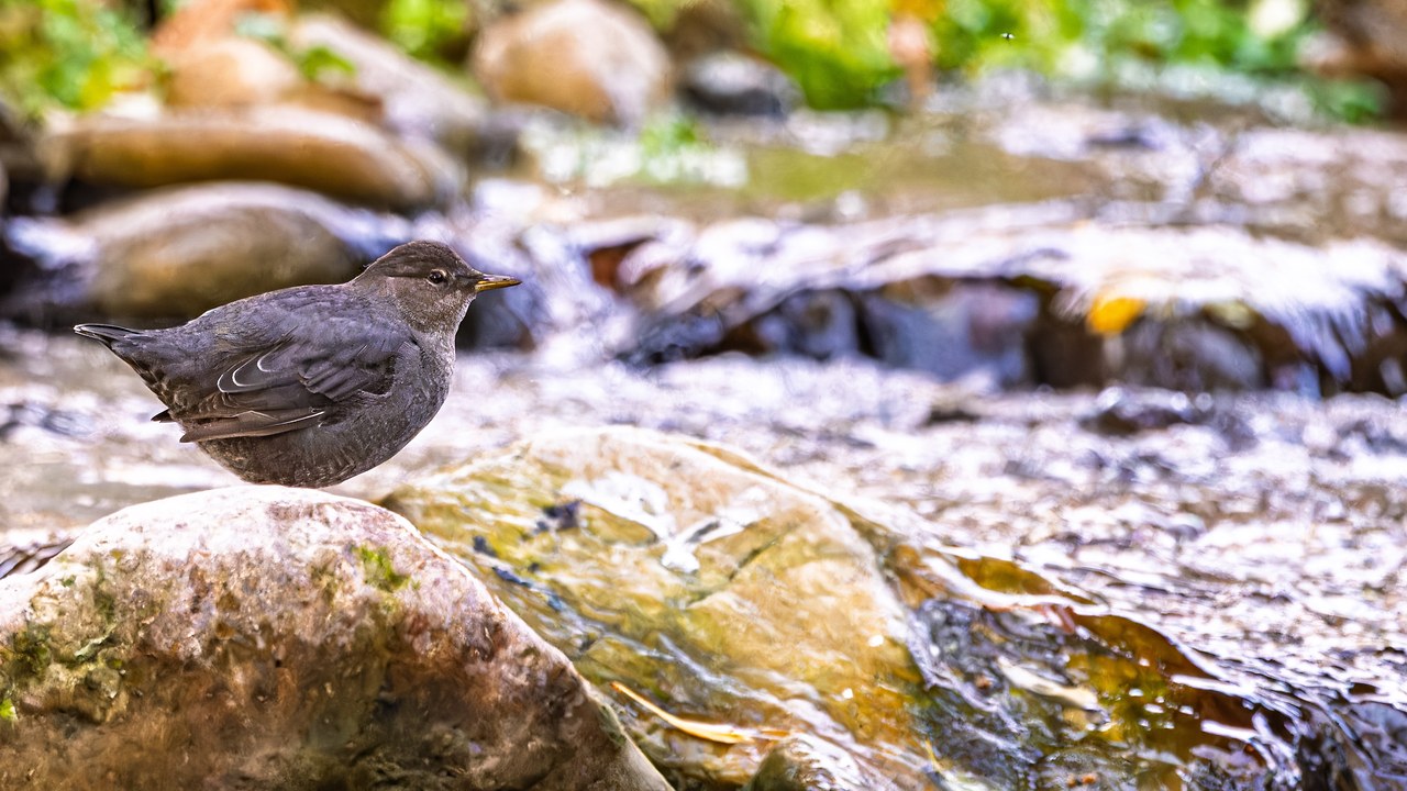 American Dipper standing on a rock beside a rushing mountain stream.