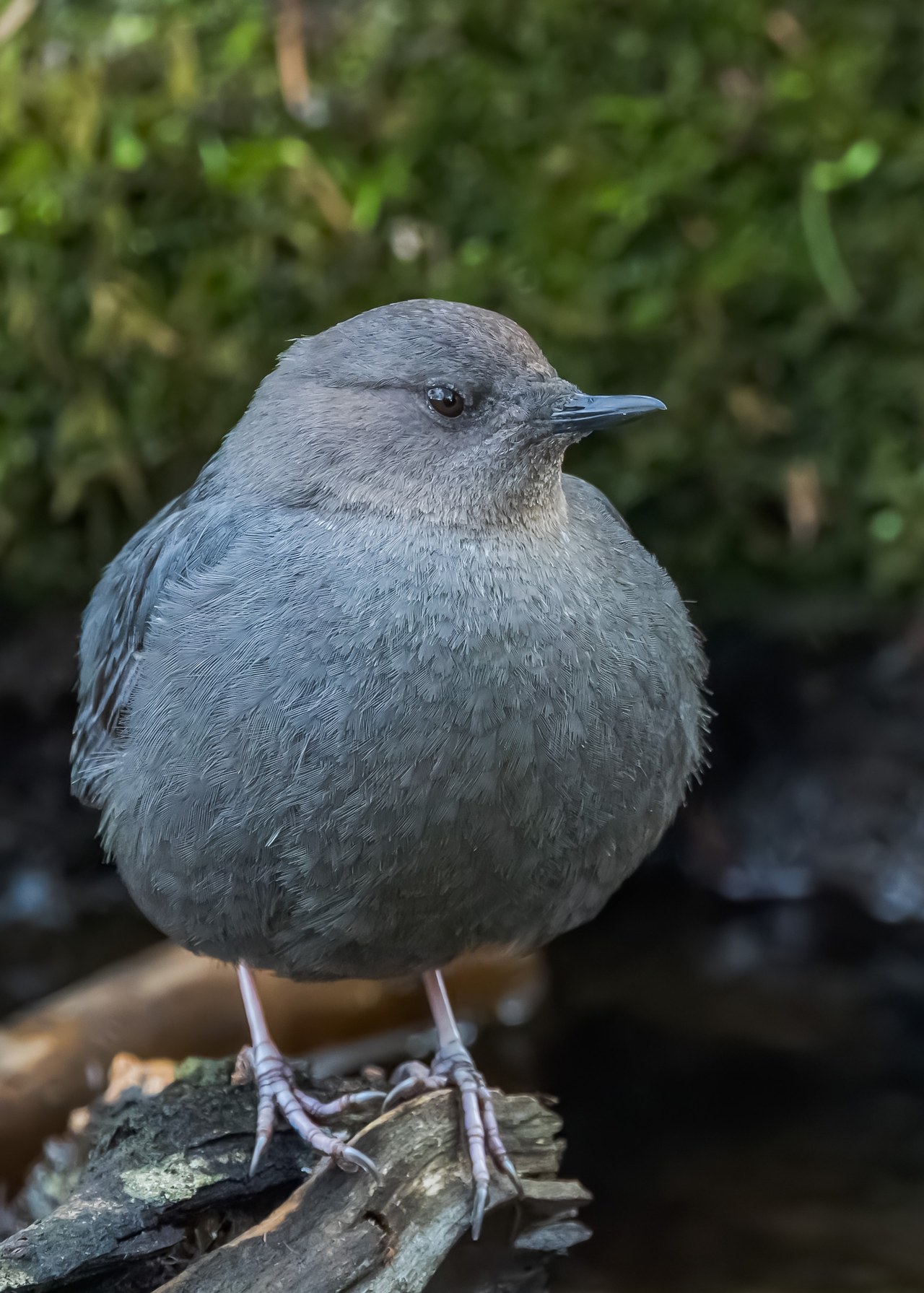 American Dipper perched on a log near a shaded stream.
