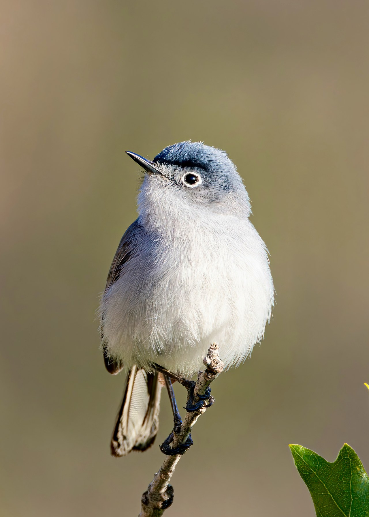 Blue-gray Gnatcatcher perched upright on a small branch.