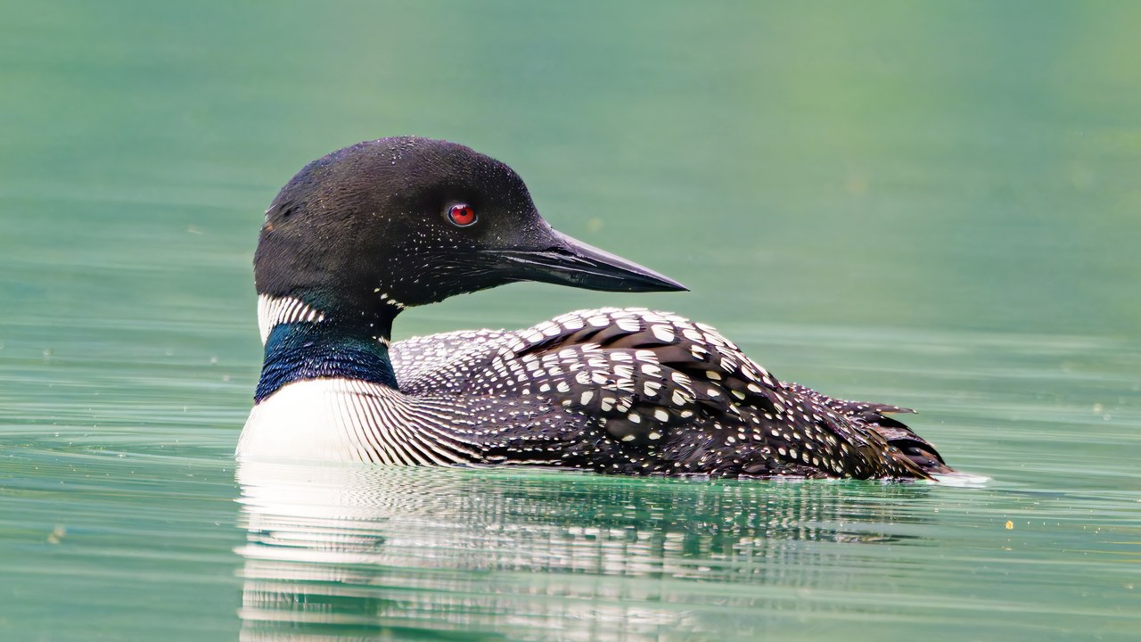 Common Loon in breeding plumage swimming close on green-turquoise water at Emerald Lake, showing its black head, red eye, striped white necklace on a dark neck, and checkered black-and-white back.