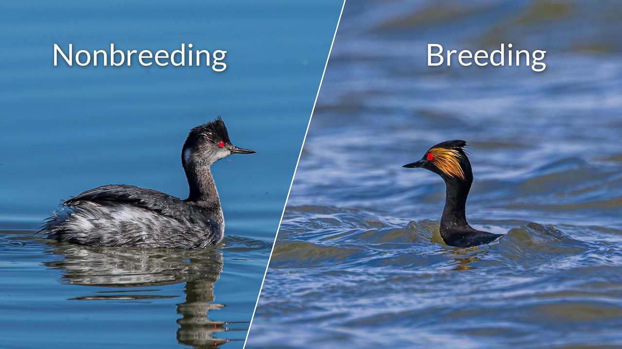 Side-by-side comparison of Eared Grebes separated by a diagonal line and labeled: on the left, a nonbreeding bird in gray and black with a peaked crown, smudgy gray face, and red eye; on the right, a breeding bird with a black head and neck and a fan of golden plumes behind the red eye.
